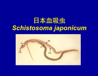血吸蟲病要重視，查螺滅螺不可少
