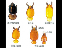 特邀南京市白蟻防治所專家蒞臨大橋公司進(jìn)行技術(shù)指導(dǎo)